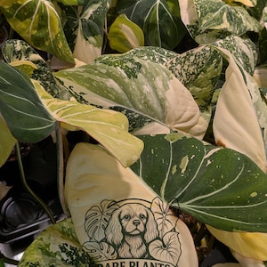 Philodendron Tricolor gloriosum grande, selección del vendedor estadounidense, 2-3 hojas, tipo 2