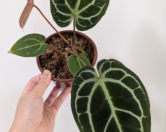 Anthurium Hybrid Plant