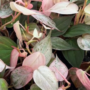 May include: Close-up of a Philodendron Pink Princess plant. The leaves display a mix of colors, including deep green, pale pink, and white variegation. The plant has a lush appearance with multiple leaves and stems visible, creating a vibrant and textured display.