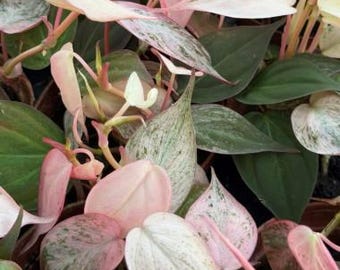 Philodendron Micans Pink Mint Rare | Seller's Choice 4 leaves or more | US Seller
