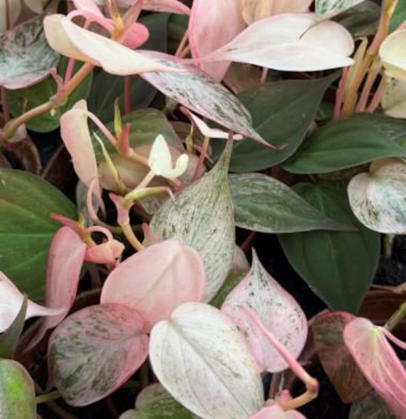 May include: Close-up of a Philodendron Pink Princess plant. The leaves display a mix of colors, including deep green, pale pink, and white variegation. The plant has a lush appearance with multiple leaves and stems visible, creating a vibrant and textured display.