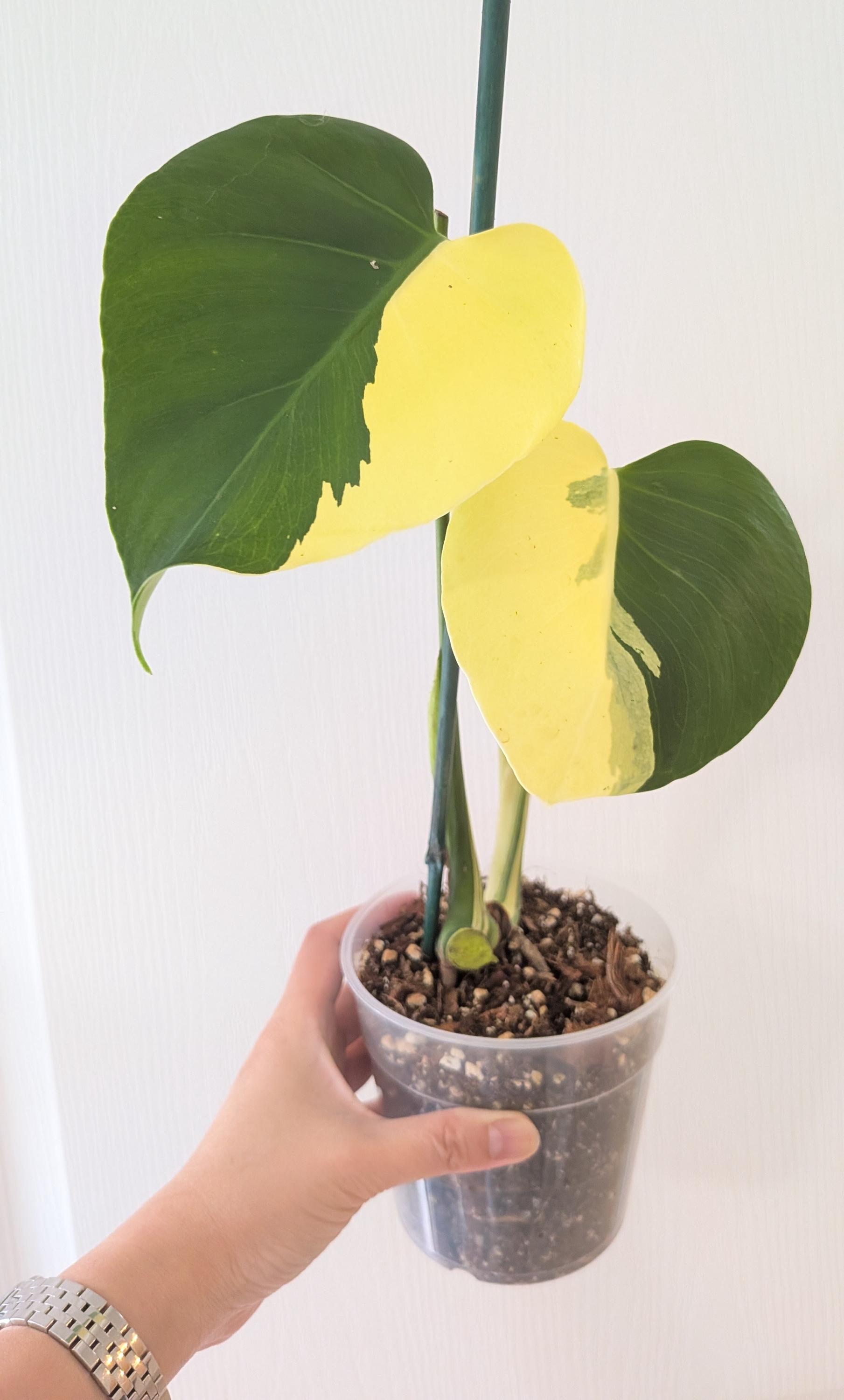 Monstera Lemon Pompom I US Seller | Pick Your Plant - Etsy