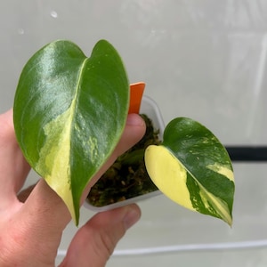 Monstera Lemon Pom Pom - Etsy
