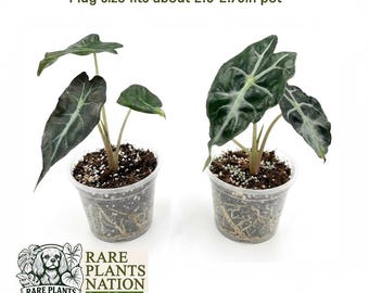Alocasia Venom Plug size Seller's choice US Seller