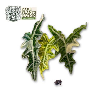 May include: Three variegated Alocasia leaves with elongated, lobed shapes and prominent white veining. The leaves display shades of deep green, lime green, and creamy white. A small dark corm sits below the leaves. Text reads RARE PLANTS NATION.