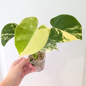 Monstera Deliciosa Pom Pom - Etsy