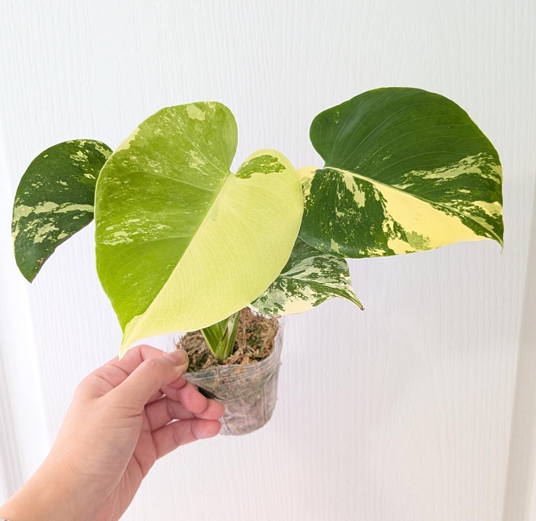 Monstera Lemon Pompom I US Seller | Pick Your Plant - Etsy