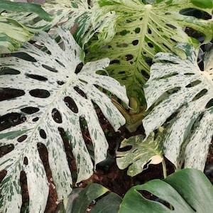 May include: Close-up of variegated Monstera deliciosa leaves. The large leaves are a mix of white and green, with natural holes. The plant is a popular houseplant known for its unique appearance.
