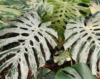 Super Rare Variegated Monstera Green on Green Plant - Variegated