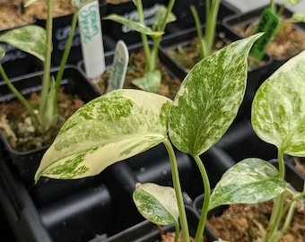monstera adansonii half moon Monstera deliciosa Variegata albo 