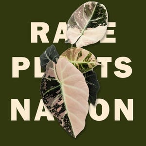 May include: A cluster of variegated Alocasia leaves featuring shades of dark green, cream, and soft pink. The leaves are layered over a dark olive green background with the cream-colored text RARE PLANTS NATION displayed in a bold, sans-serif font.