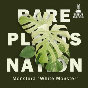 May include: A square graphic with the words "RARE PLANTS NATION" in white block letters. The image features large, variegated Monstera leaves in shades of green and white. The text "Monstera 'White Monster'" is at the bottom, with a tissue culture logo in the upper right.