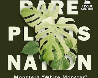 Monthly Special! Monstera Mint/White Monster Large From | Tissue Culture in bag | US seller