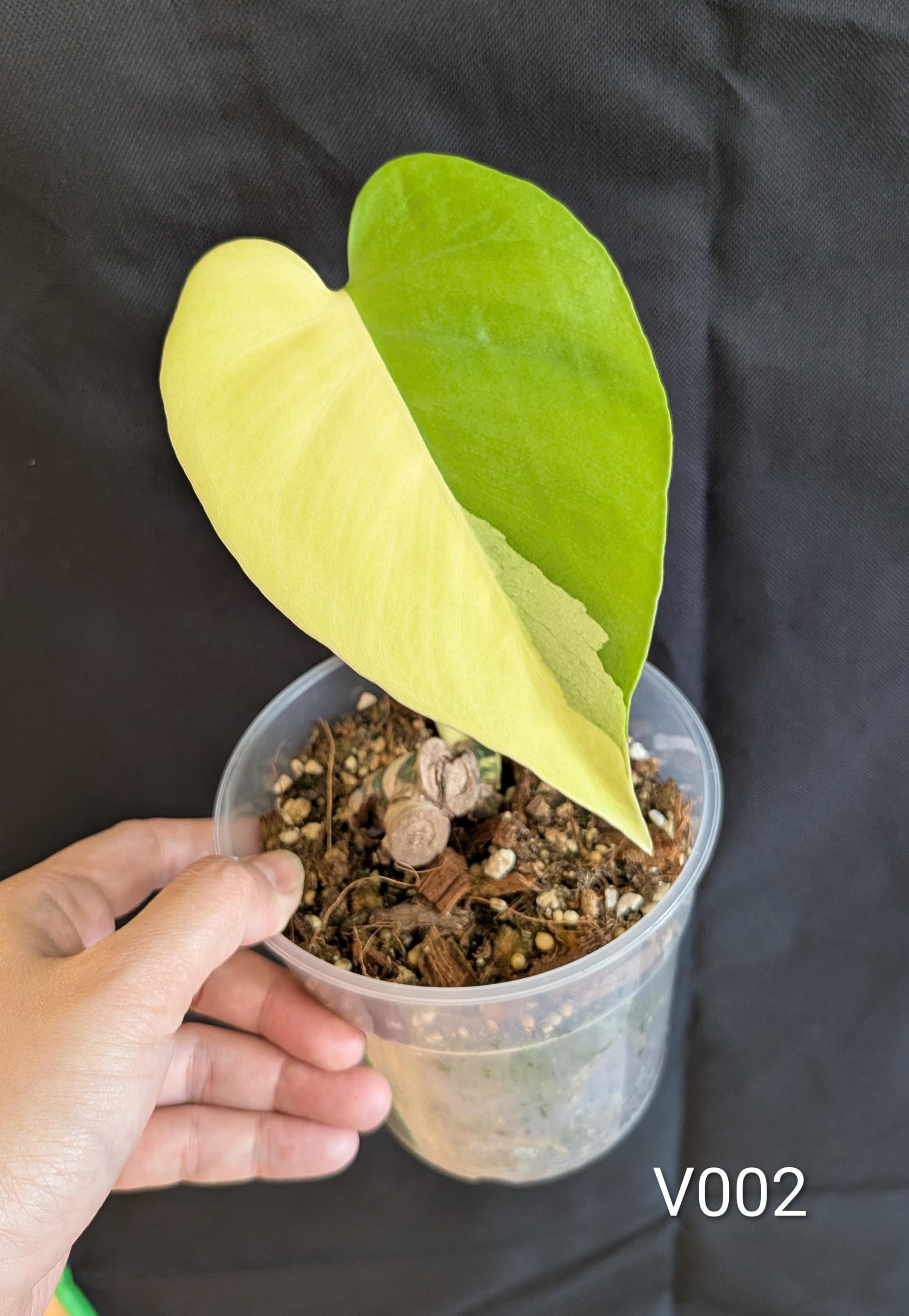 Monstera Lemon Pompom I US Seller | Pick Your Plant - Etsy