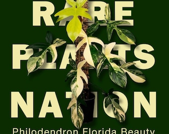 Philodendron Florida Beauty| Tissue Culture IN BAG | US seller