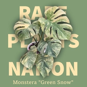 May include: A Monstera Green Snow plant with variegated leaves featuring shades of dark green, light green, and cream. The plant is centered against a sage green background with the text RARE PLANTS NATION and Monstera Green Snow.