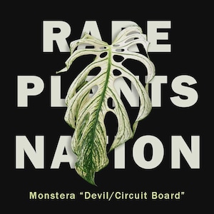 May include: A variegated Monstera leaf with white and green patterns centered over the text RARE PLANTS NATION and the label Monstera Devil/Circuit Board. The leaf features deep fenestrations and a complex, vein-like texture.