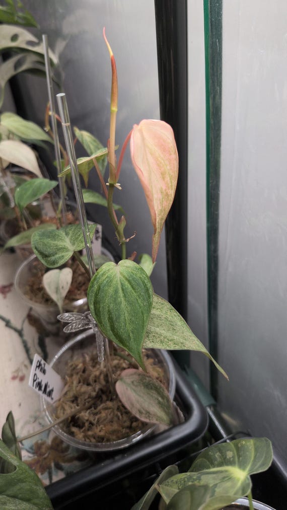 Philodendron Micans Pink Mint Rare | Seller's Choice 4 Leaves or