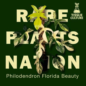 May include: A Philodendron Florida Beauty plant with variegated green and cream lobed leaves climbing a moss pole in a black pot. The background features the text RARE PLANTS NATION and TISSUE CULTURE in large cream letters on a dark green field.