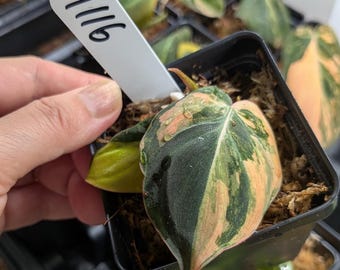 Philodendron Micans "Ferrari"