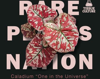 Könnte beinhalten: Eine Caladium-Pflanze mit herzförmigen Blättern, die ein panaschiertes Muster aus tiefem Rot und Cremeweiß aufweisen. Die Pflanze ist vor einem schwarzen Hintergrund zentriert, mit großem, blassrosa Text: RARE PLANTS NATION und TISSUE CULTURE.
