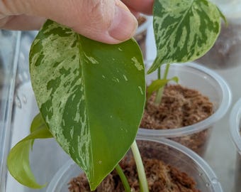 Scindapsus Green Diamond - Etsy