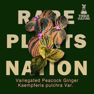 May include: A cluster of variegated Kaempferia pulchra leaves with dark green, pink, and yellow stripes and small purple flowers. The background features the text RARE PLANTS NATION and a TISSUE CULTURE logo in beige on a dark green field.