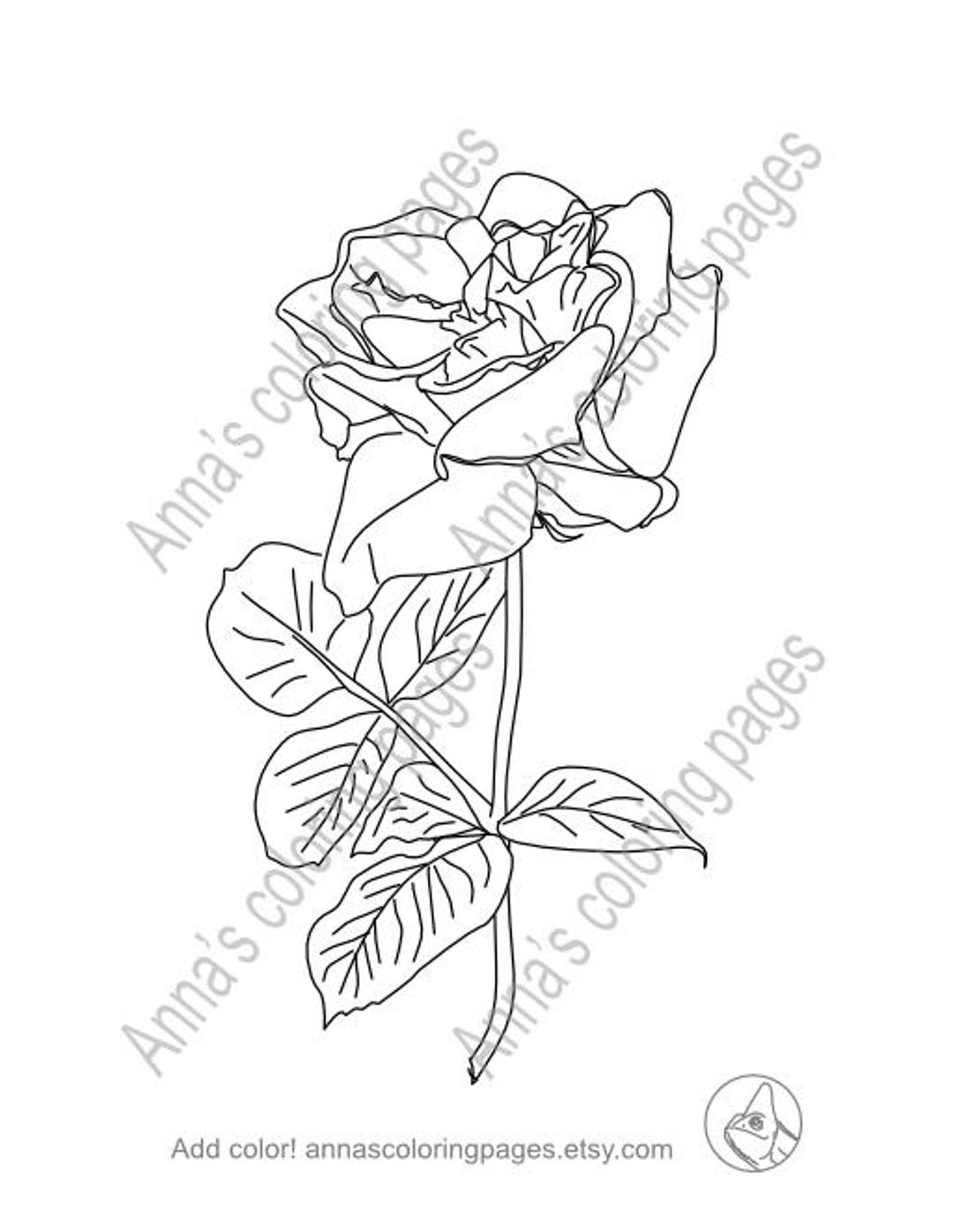 White Roses Trace Realistic Rose Coloring and Tracing Pages - Etsy