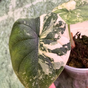 Alocasia Melo Variegated - Etsy