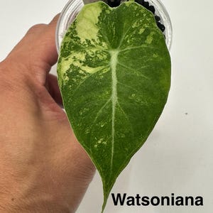 NEW!! Alocasia Watsoniana Pink Albo Pup Variegated | Rare Collector’s Plant