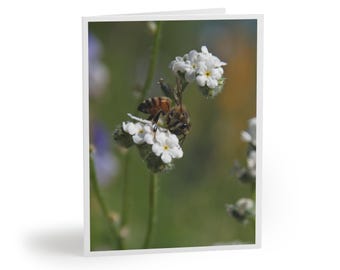 Floral Bee Note Cards: Arizona Wildflower Photography - Set of 8