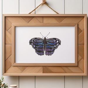 Stampa artistica di farfalla ala azzurra messicana / Illustrazione disegnata a mano / Carta fine art opaca o in lino / Decorazione murale con colori naturali