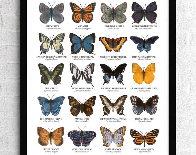 Featured listing image: Butterfly Species Identification Drawing