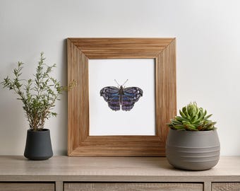 Mexican Bluewing Butterfly Print