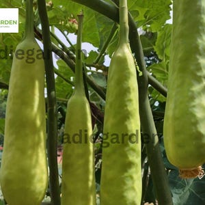 35pcs Long Bottle Gourd Seeds - Non-GMO Calabash Gourd for Planting, Fast-Growing Vegetable for Cooking, Crafting & Decoration
