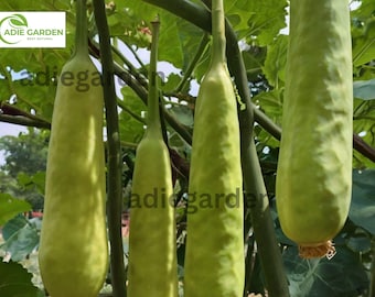 Calabash Gourd Seeds - 35 Non-GMO, Fast-Growing Bottle Gourds