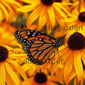 2000+ Black-Eyed Susan Seeds – Rudbeckia Hirta, Native Wildflower, Pollinator-Friendly, Drought Tolerant, Easy to Grow Gardening