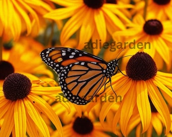 Black-Eyed Susan Seeds – Native Rudbeckia Hirta Wildflower, Pollinator-Friendly