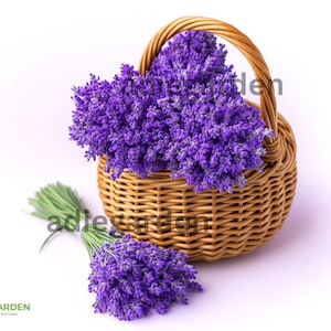 600+ Lavender Seeds (Lavandula angustifolia) – Perennial, NON-GMO, Heirloom Herb Seeds – Fragrant, Hardy – USA Seller