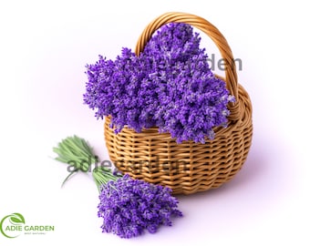 600+ Lavender Seeds (Lavandula angustifolia) – Perennial, NON-GMO, Heirloom Herb Seeds – Fragrant, Hardy – USA Seller