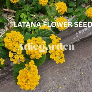 50 Lantana Flower Seeds, Yellow & Pink Mix, 2025 Fresh Harvest - Attracts Butterflies, Easy to Grow Garden Blooms