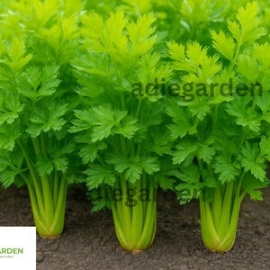 1000+ Tall Utah Celery Seeds | Heirloom, Non-GMO | Crisp Stalks, Easy to Grow, Great for Gardens & Culinary Use