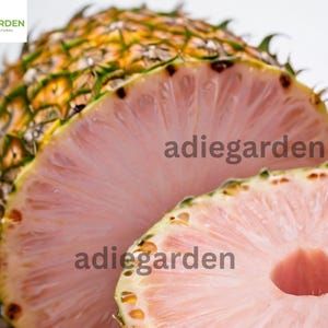 15+ Pinkglow Pineapple Seeds - Rare Tropical Fruit Variety, Sweet & Juicy, USA Shipping, Easy to Grow Garden Planting Seeds