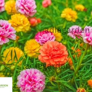 2000 Moss Rose Seeds – Portulaca Grandiflora Double Mix, Colorful Succulent Flower, Drought Tolerant, Easy to Grow Gardening