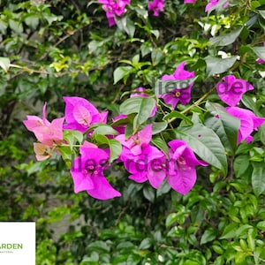 Well Rooted Bougainvillea Starter Plant – Plug/Bare Root Cutting for Gardening, Fast Growing Flowering Vine for Outdoor Garden