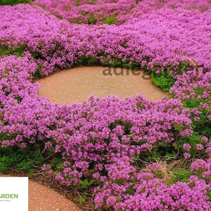Creeping Thyme Seeds: Purple Perennial Groundcover - Drought Tolerant