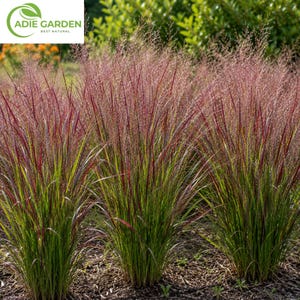 May include: A cluster of ornamental grass plants featuring long, slender green blades with deep purple and reddish tips. The plants have tall, airy, pinkish-purple feathery plumes extending upward from the center of each clump of foliage.