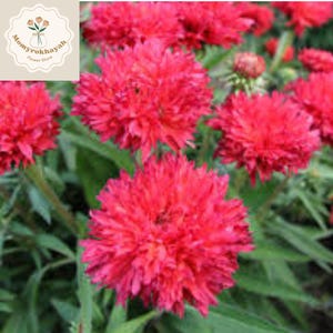 May include: Close-up of vibrant red flowers with a dense, textured appearance. The blooms are surrounded by green foliage, creating a natural contrast. The image includes a logo that says "Mommyrokhayah Flower Store".