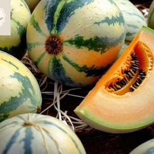 50+ Charentais Melon Seeds – Rare French Heirloom Cantaloupe | Sweet, Fragrant, Non-GMO Fruit | Garden Pollinator Magnet