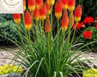 20 Rare Dwarf Fire Dance Torch Lily Seeds Kniphofia hirsuta Red Hot Poker Hardy Flower